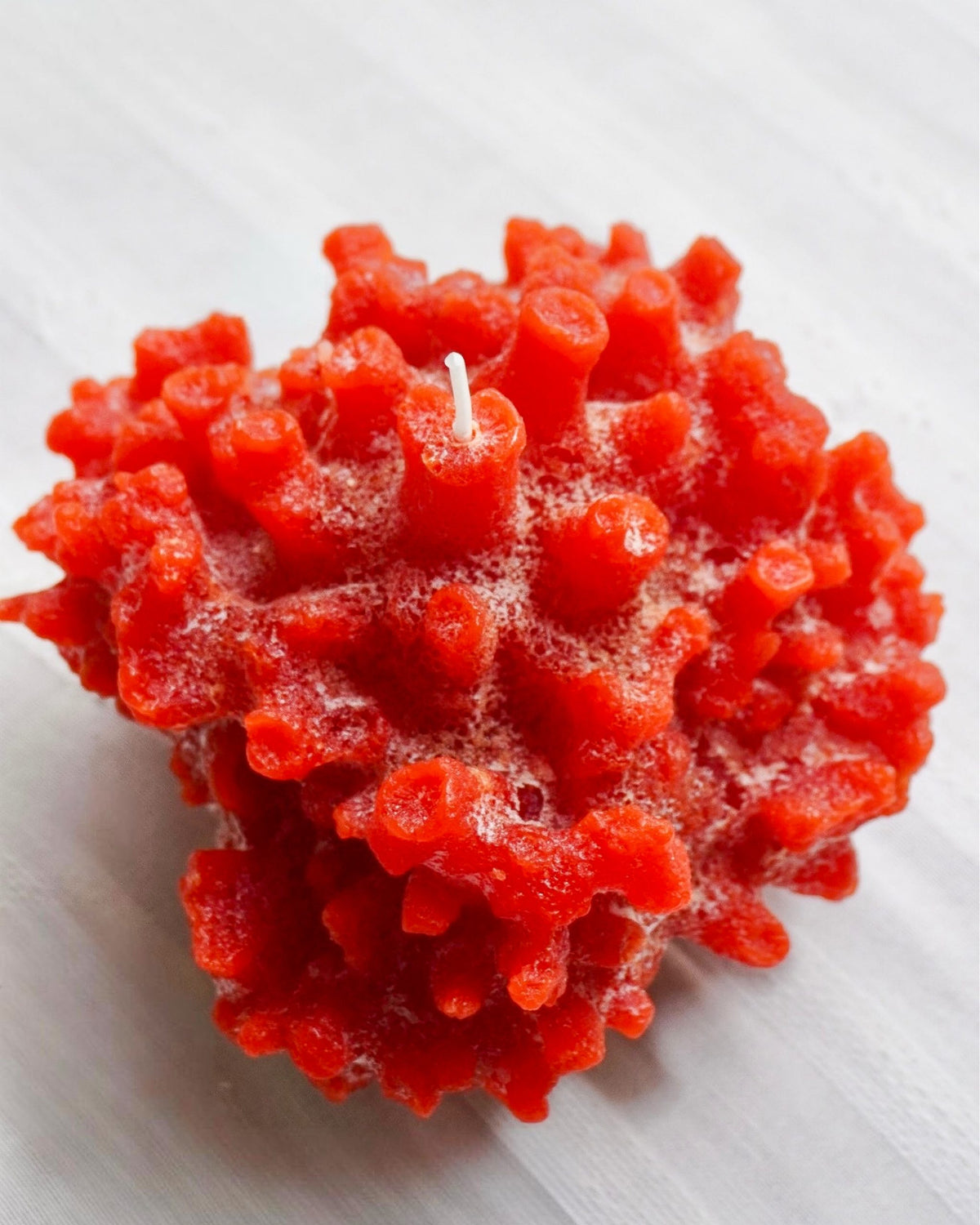 Vela Coral