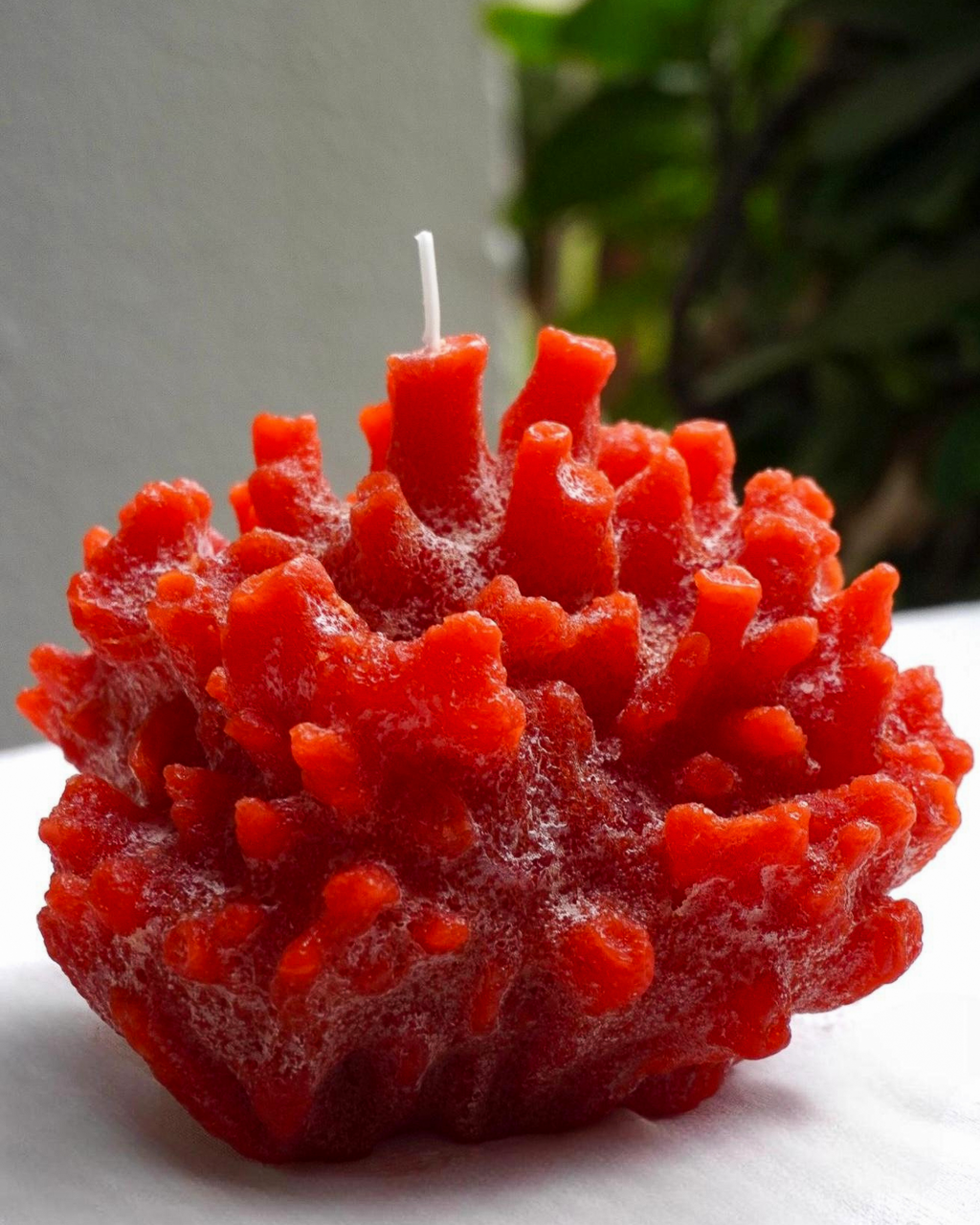 Vela Coral