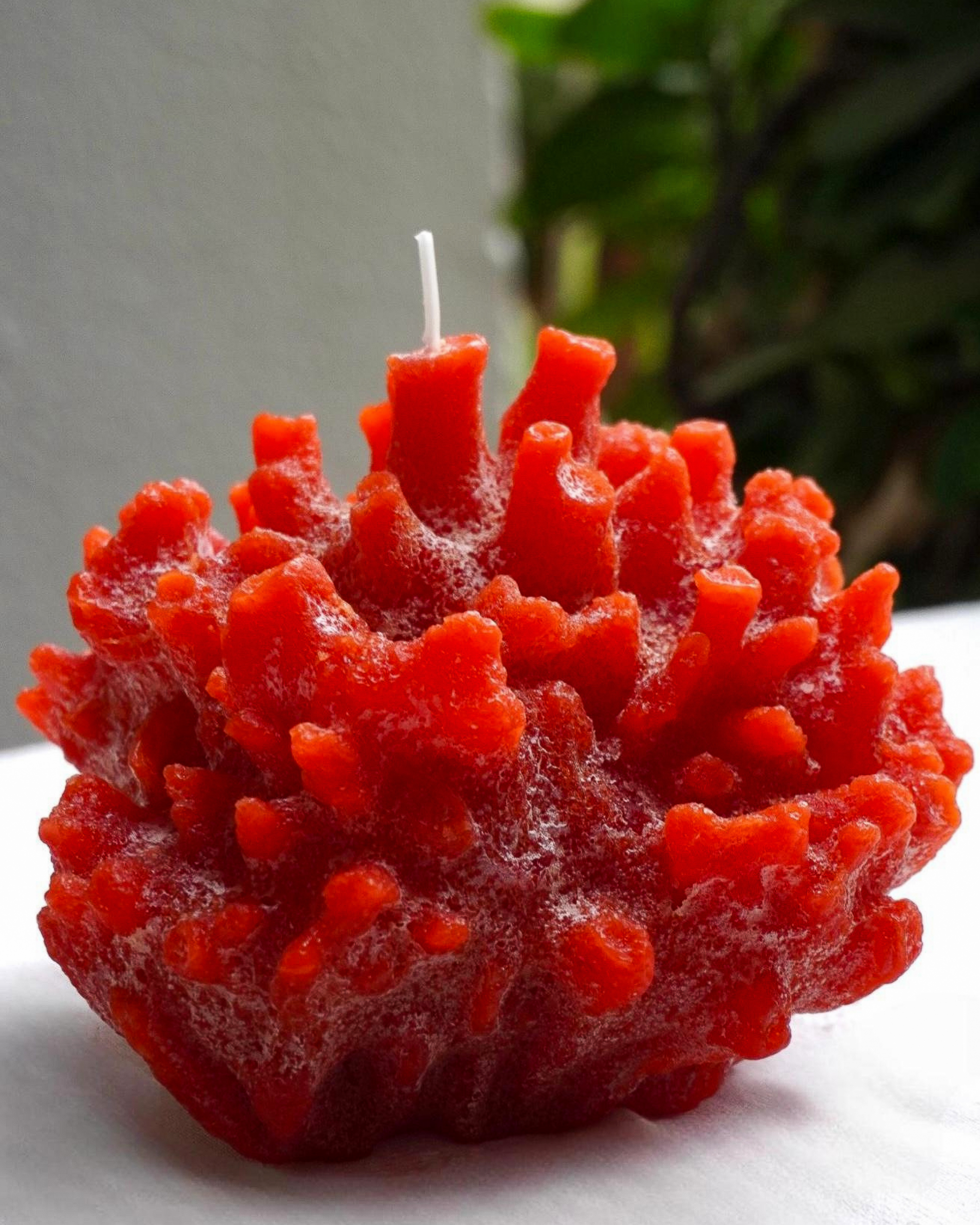 Vela Coral